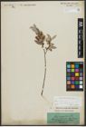 Foto von Salix alba subsp. vitellina (L.) Arcang.